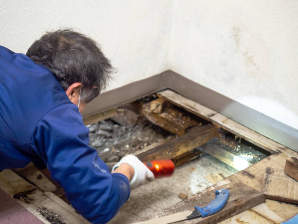 Best Toxic Mold Removal  in Eastpointe, MI