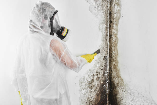 Best Black Mold Removal  in Eastpointe, MI
