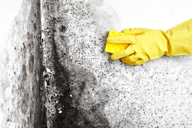 Best Fast Mold Removal  in Eastpointe, MI