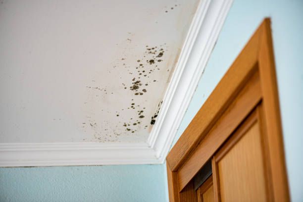 Certified Mold Removal in Eastpointe, MI