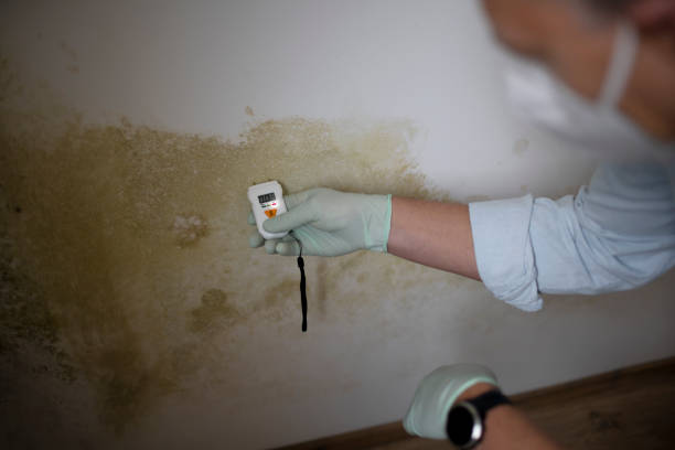 Professional Mold Removal in Eastpointe, MI