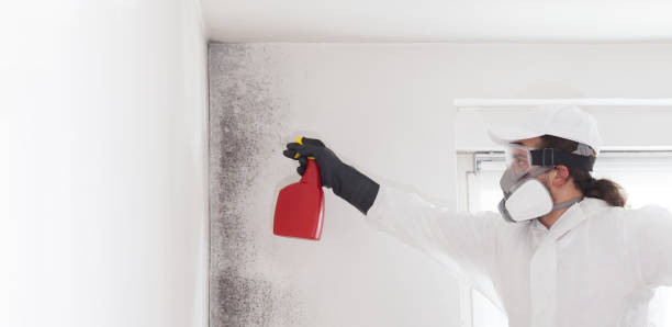 Best Mold Damage Repair  in Eastpointe, MI