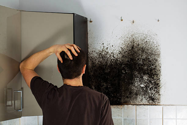 Attic Mold Removal in Eastpointe, MI