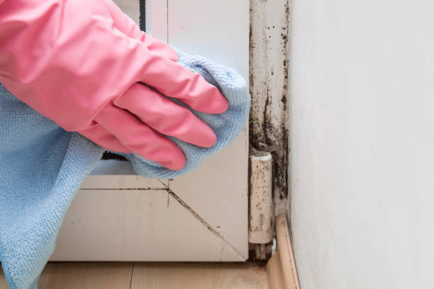 Best Home Mold Removal  in Eastpointe, MI