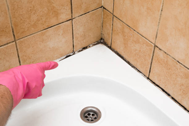 Best Mold Testing and Removal  in Eastpointe, MI